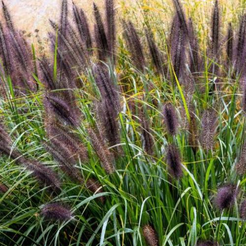 Viridiscens-Fountain-Grasses-2