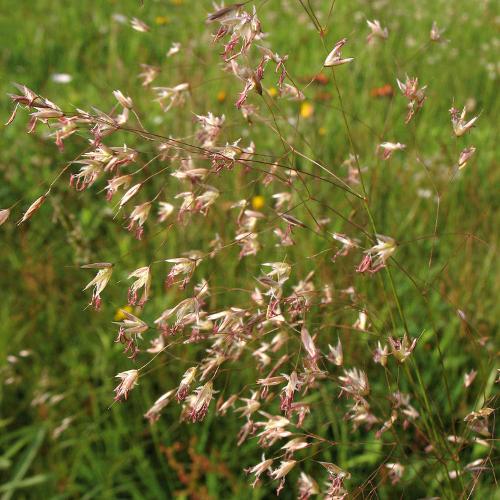 Wavy-Hair-Ornamental-Grasses-4