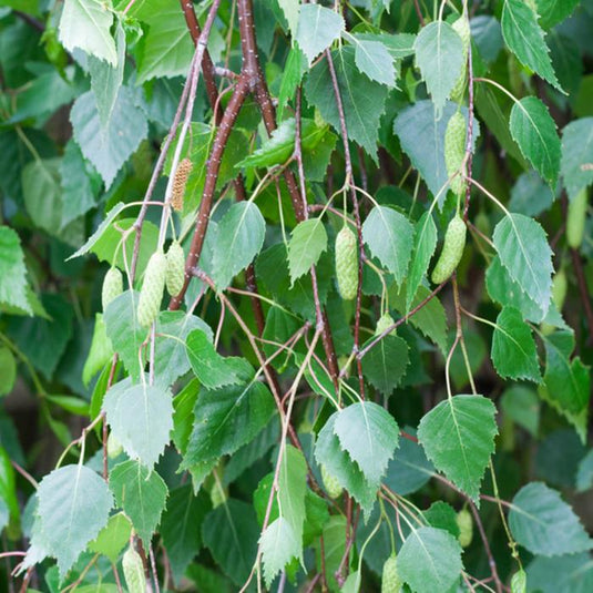 Young's Weeping Birch Tree...