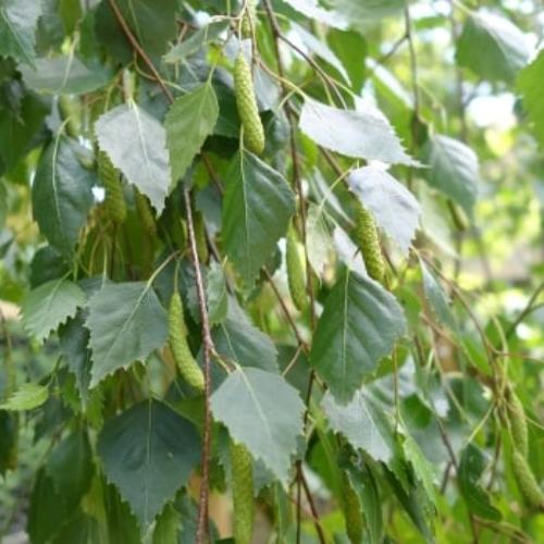 Weeping-Birch-Tree-2