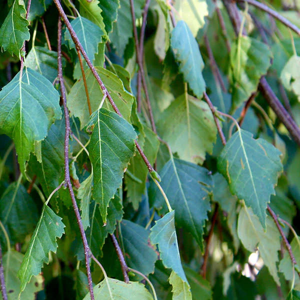 Weeping-Birch-Tree-3
