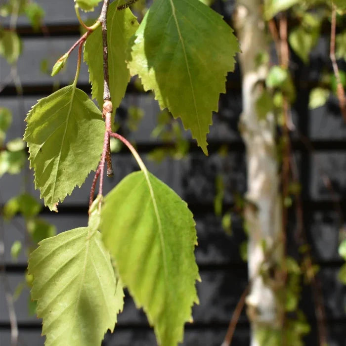 Weeping-Birch-Tree-4