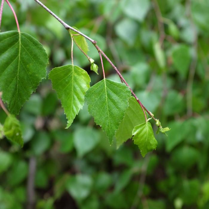 Weeping-Birch-Tree-5