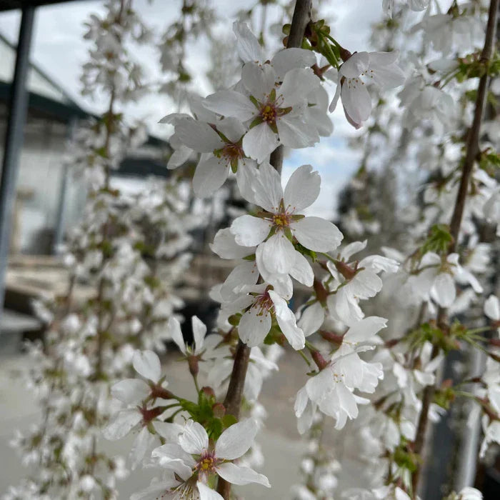 Weeping-Cherry-Snow-Fountain-Tree-3