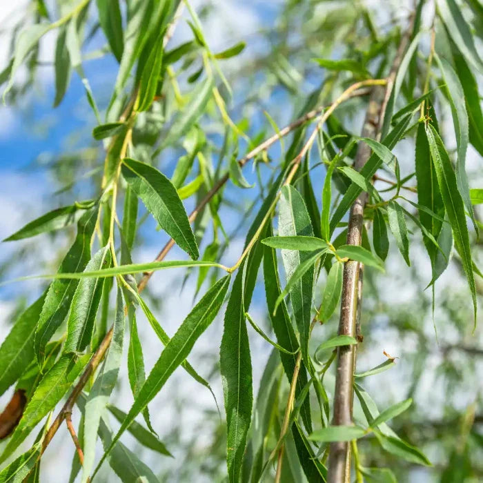 Weeping-Willow-Ornamental-Tree-4