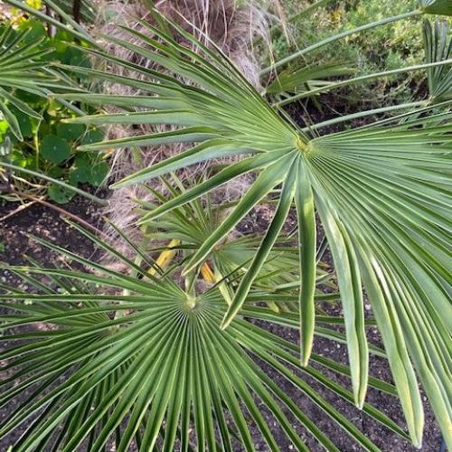 Windmill-Palm-Exotic-Trees-2