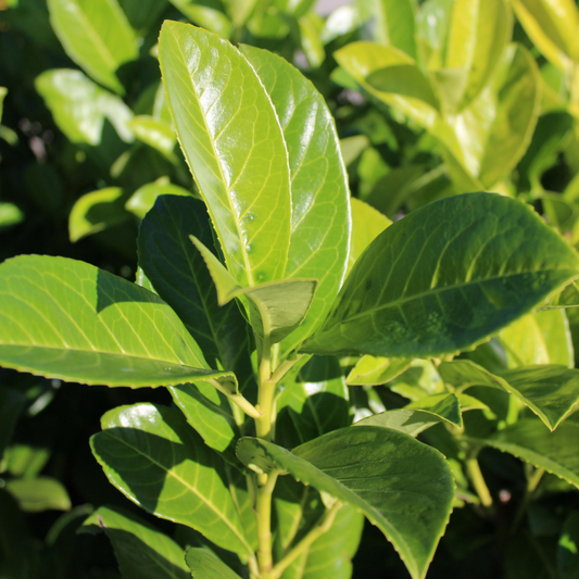 Cherry Laurel Pot Grown 5L 60/80cm (x40) Multi-deal