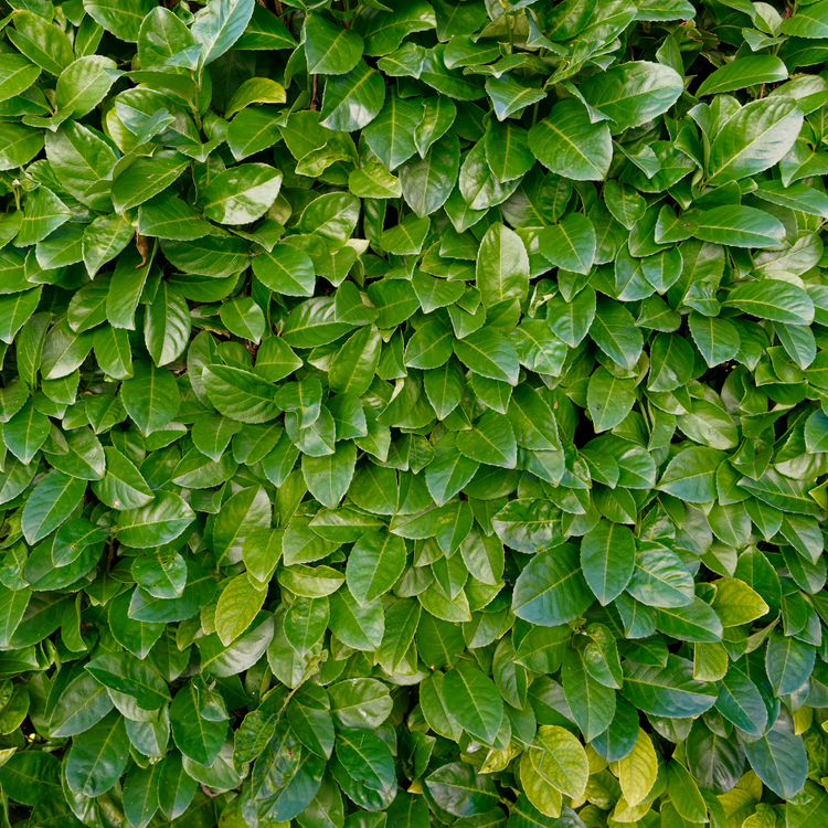 XCherryLaurel3