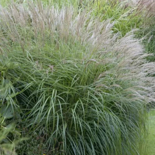 Yaku-Jima-Maiden-Grasses-2