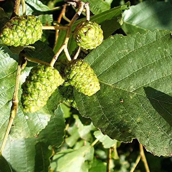 Alder Hedge (Alnus glutinosa)