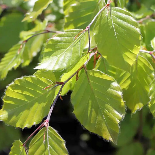 Beech hedging collection (Fagus sylvatica)