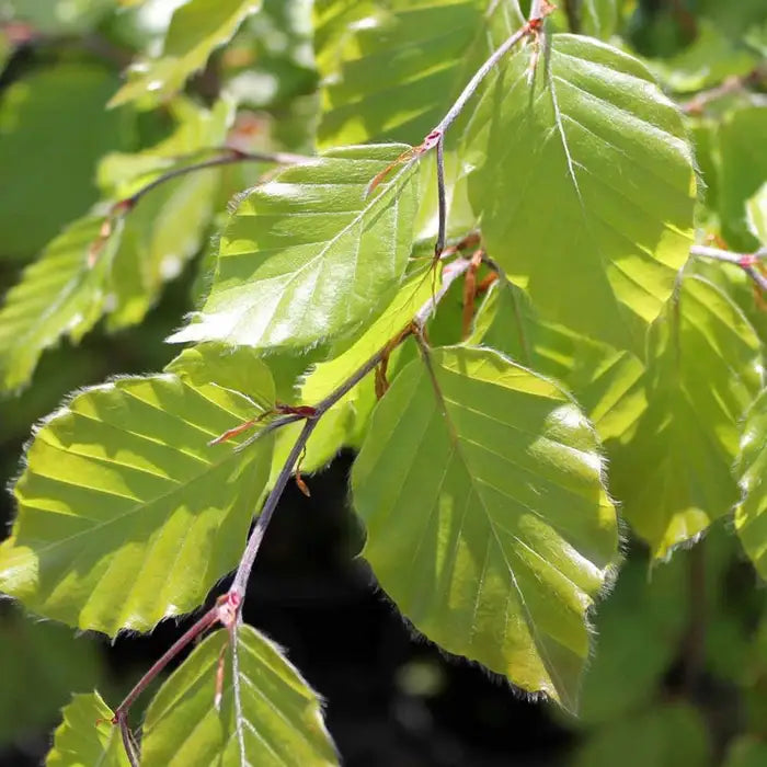 Beech hedging collection (Fagus sylvatica)