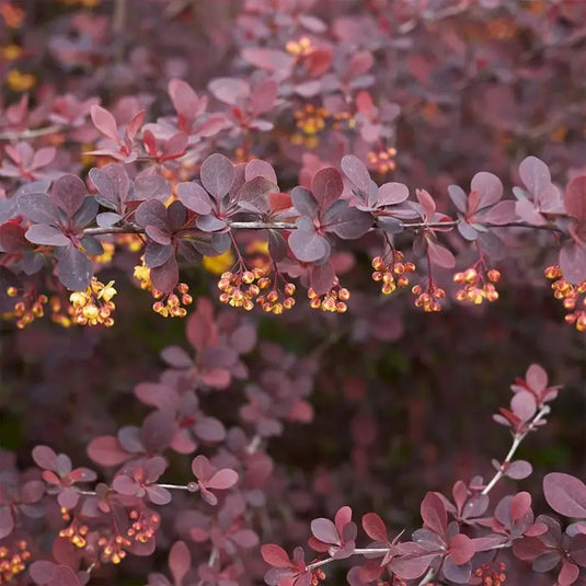 Compact Purple Barberry Shrub...