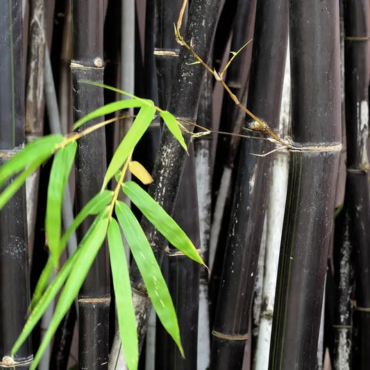 black-bamboo-_phyllostachys-nigra_-branch-3