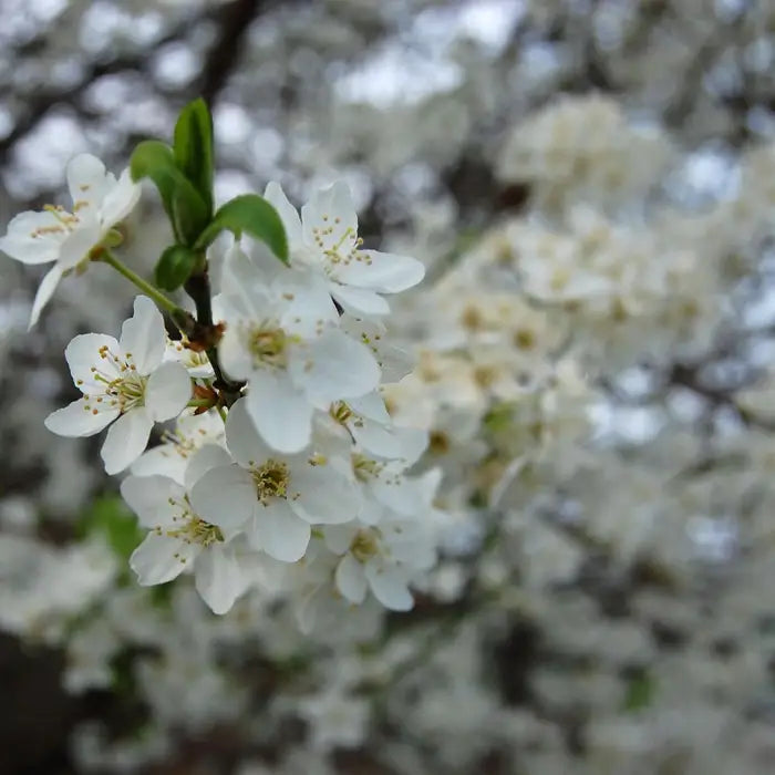 Blackthorn hedge Hedge (Prunus spinosa)