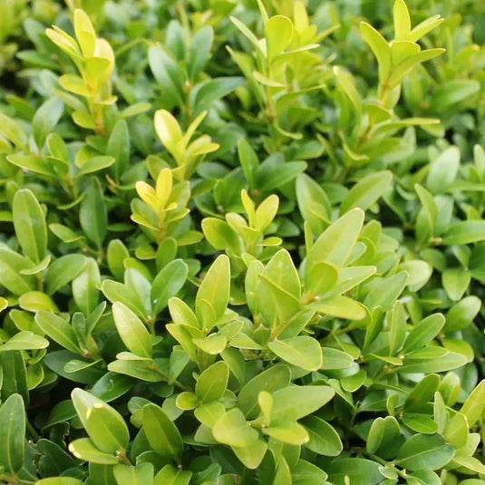 Box Hedging...