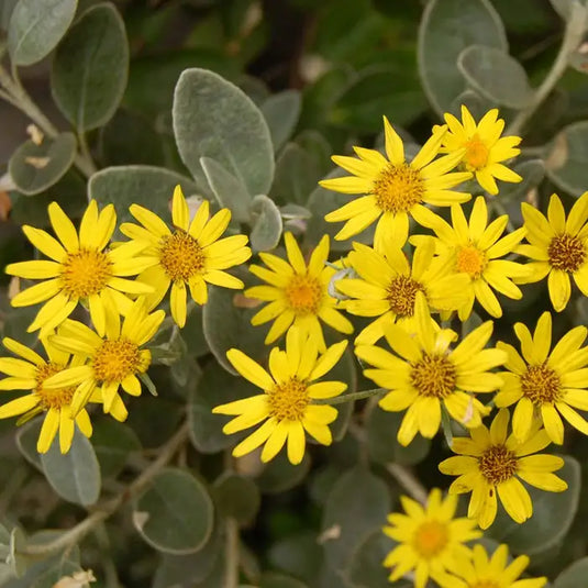 Brachyglottis Hedging...