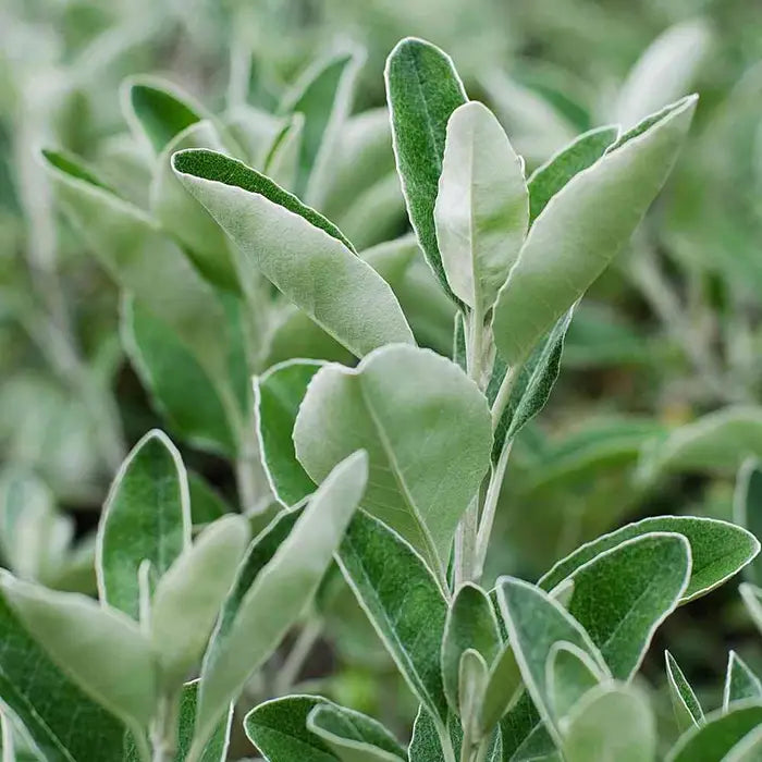 brachyglottis-seneciosunshine-leaf-close-up-4