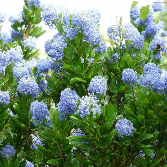 Californian Lilac Pot Grown 5L 40/60cm (x40) Multi-deal