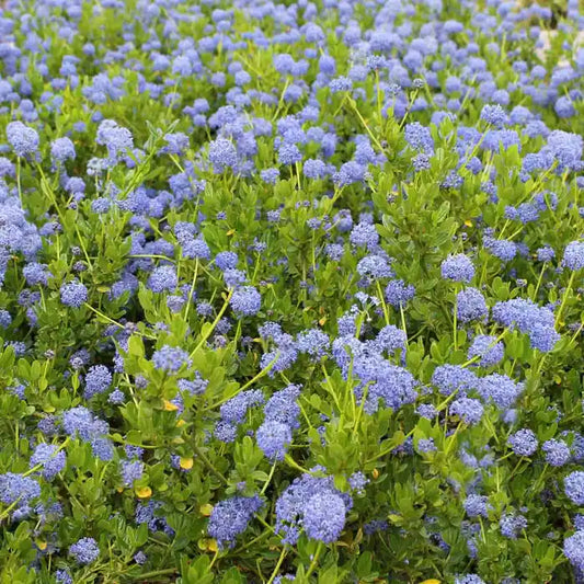 Ceanothus Hedge (Californian Lilac)