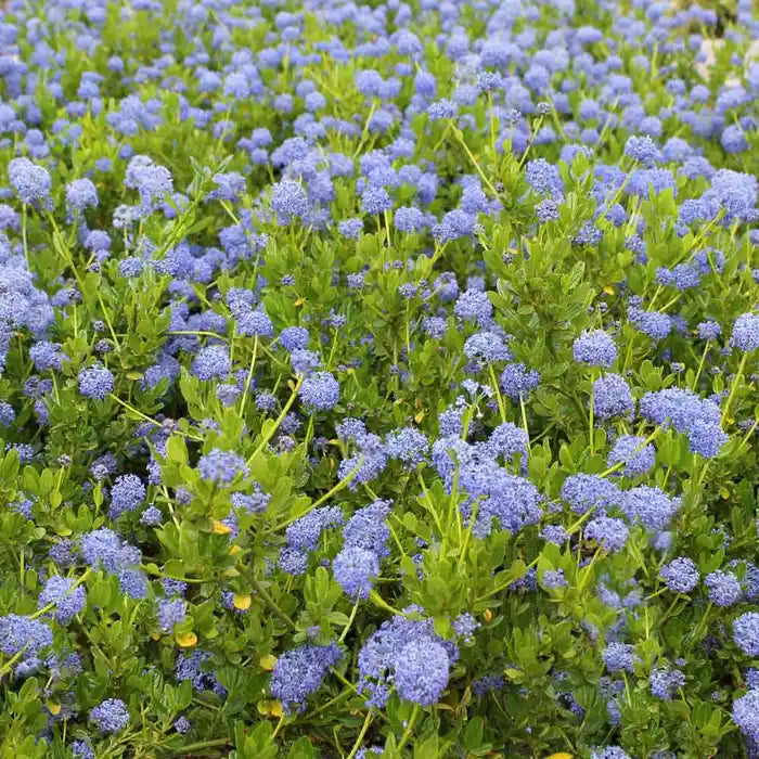 Ceanothus Hedge (Californian Lilac)
