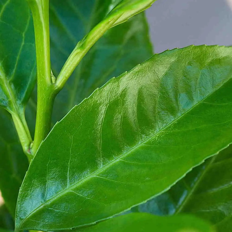 Cherry Laurel collection (Prunus laurocerasus 'Rotundifolia')