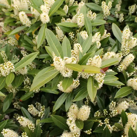 Compact Laurel Hedging...