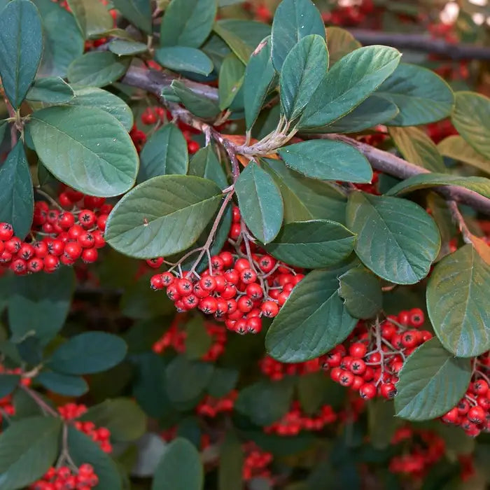 Larte Cotoneaster Hedge (Cotoneaster Lacteus)