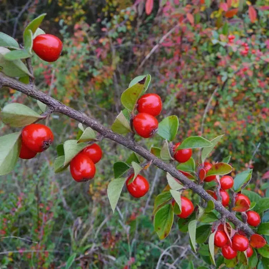 Cotoneaster Himalayan Hedging...