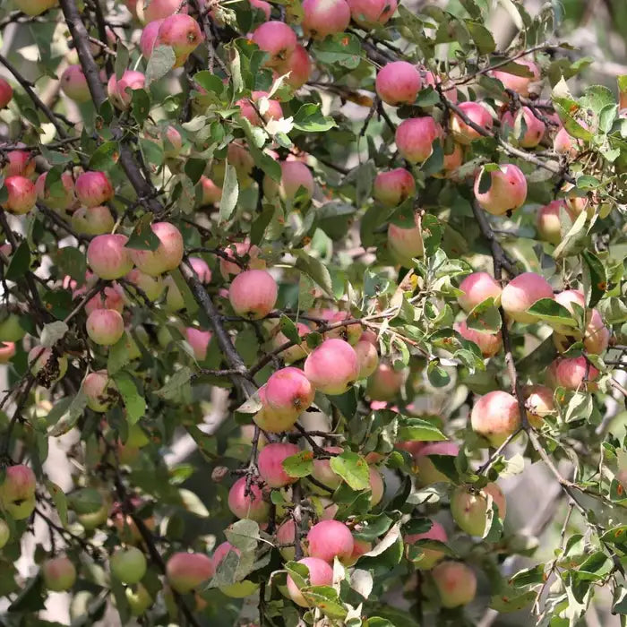 crab_apple_6