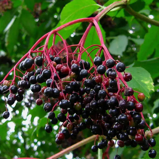 Elder Hedging...
