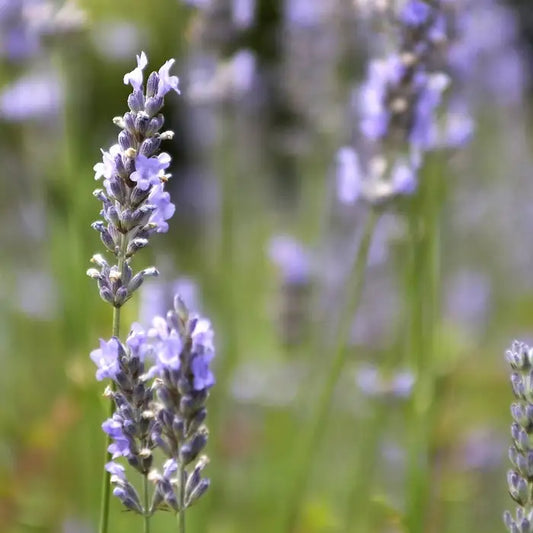 English Lavender Hedge (Lavandula angustifolia 'Hidcote')