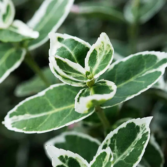 Euonymus fortunei 'Emerald Gaiety'Hedging...