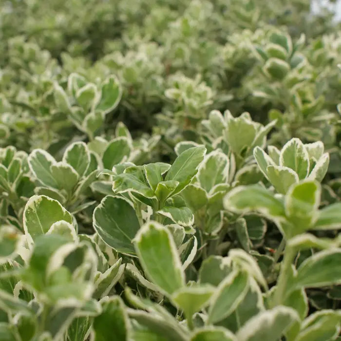 euonymus-japonicus-kathy-full-hedge-1