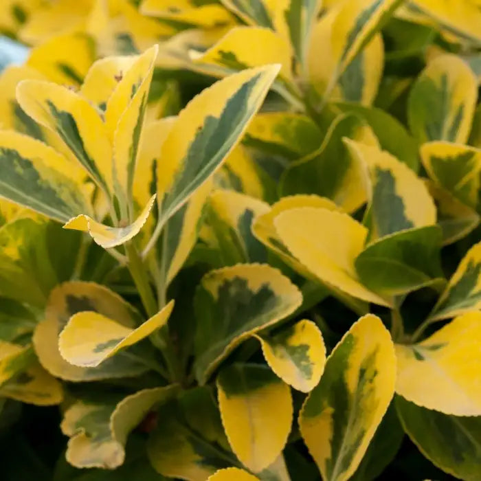 Euonymus fortunei 'Emerald 'n' Gold' Hedge Hedge (Euonymus Emerald and Gold Hedge)