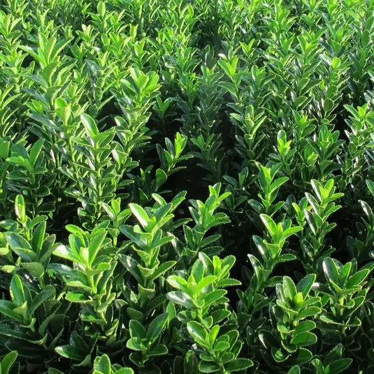 Euonymus Japonicus 'Jean Hugues' Shrub...