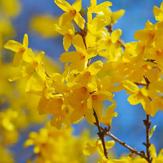 Forsythia 'Lynwood Gold'Hedging...