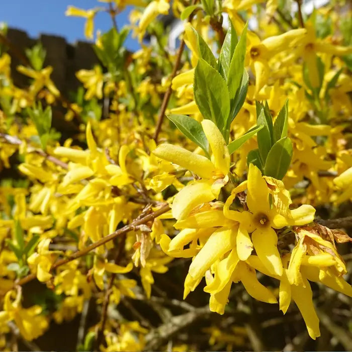 fosythia-_forsythia-spectabilis-lynwood_-hedge-in-garden-6