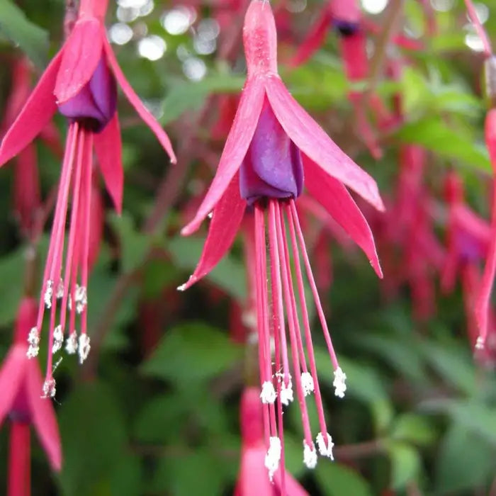 Hardy Fuschia Hedge (Fuschia Magellanica)