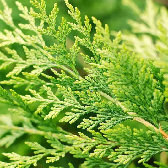 Golden Leylandii Hedging...