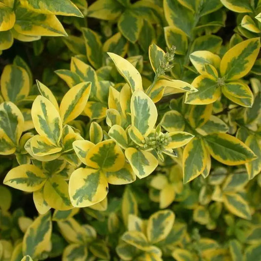 Golden Privet Bare root 20/40cm (x250) Multi-deal