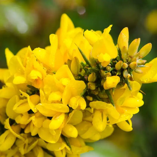 Gorse Hedging...