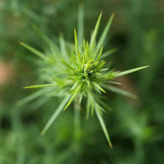 gorse_4