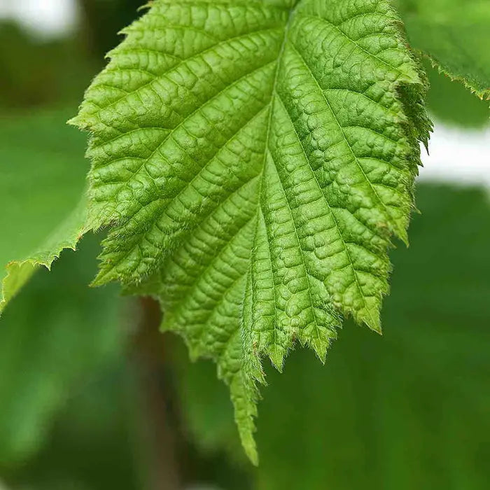 hazel-corylus-avellana-leaf-close-up-1