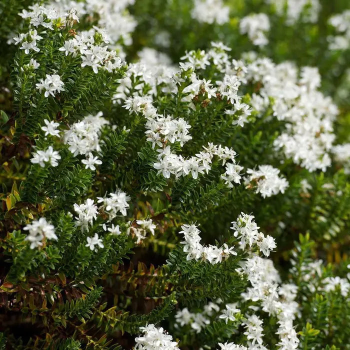 hebe_sutherlandii_2