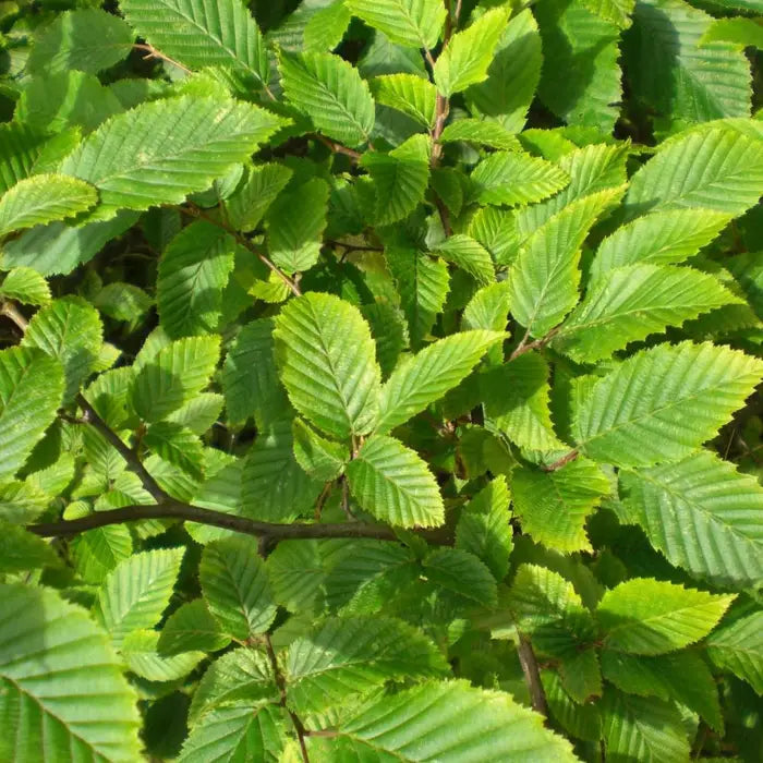 Hornbeam hedging (Carpinus betulus)