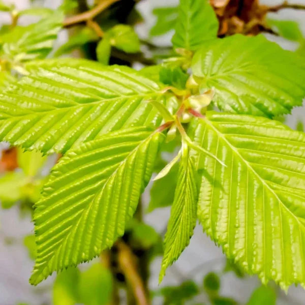 hornbeam-pleached-tree-4