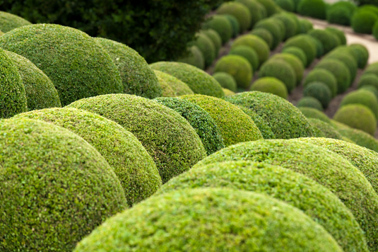 Topiary Plants Collection...