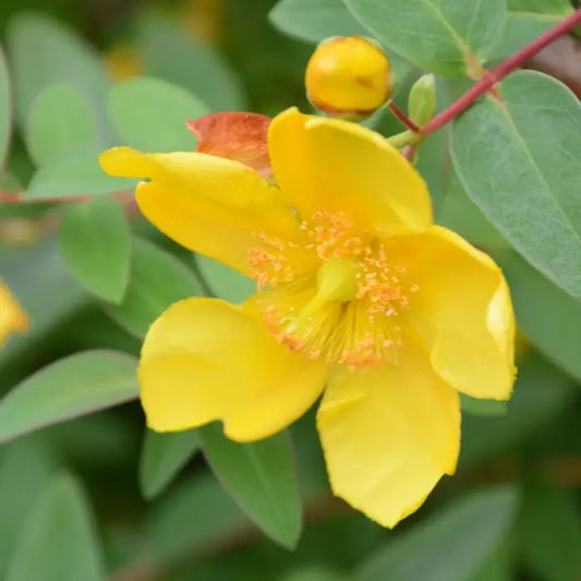 Hypericum hidcote Hedge (St John's Wort)