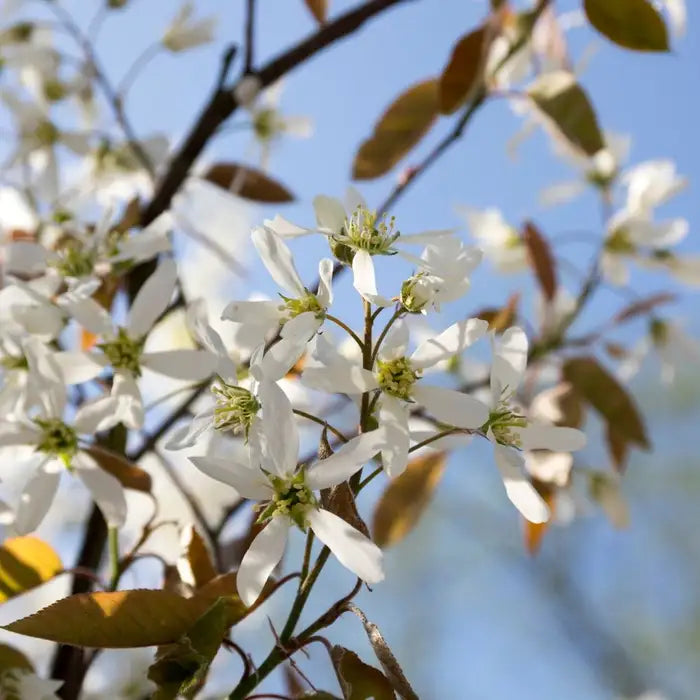 Juneberry Hedge (Amelanchier lamarckii or canadensis)